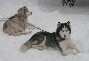 my siberian huskies - kona and kailua
