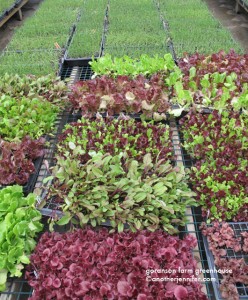 Wordless Wednesday: Goranson Farm Greenhouse