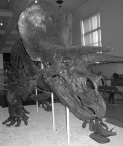 triceratops