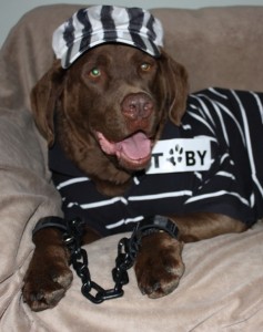 Toby JAIL&BAIL Cropped (5)