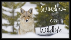 Windows-on-Wildlife-button-small