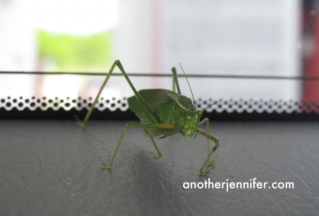 grasshopper