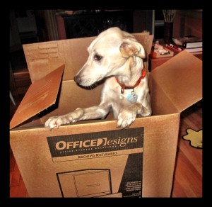 dog in a box