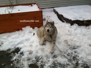 Boogsinsnow siberian husky in snow