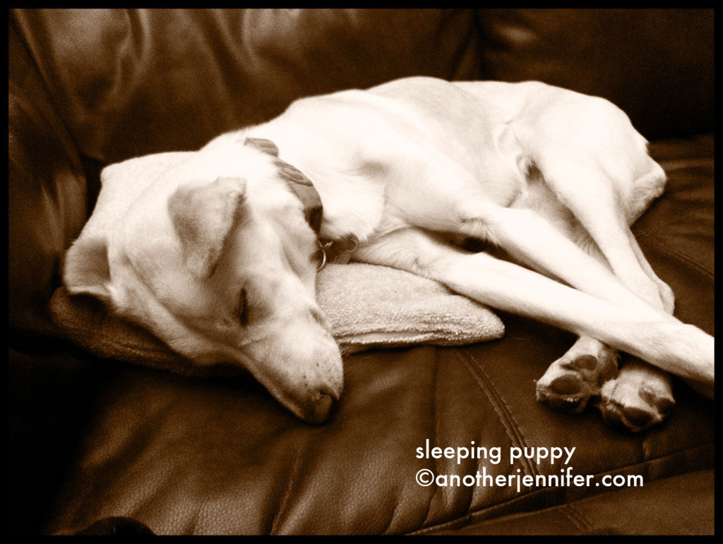sleeping puppy