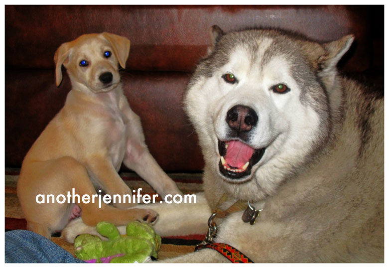 puppy and dog