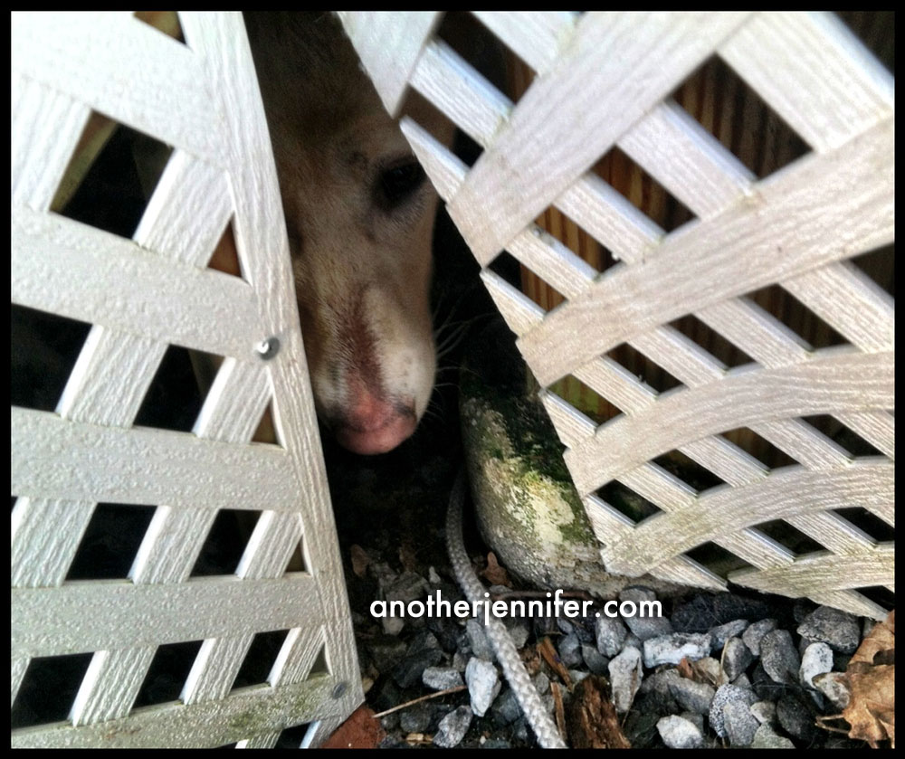 puppy stuck under deck