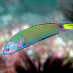 Beware of the lunar wrasse!