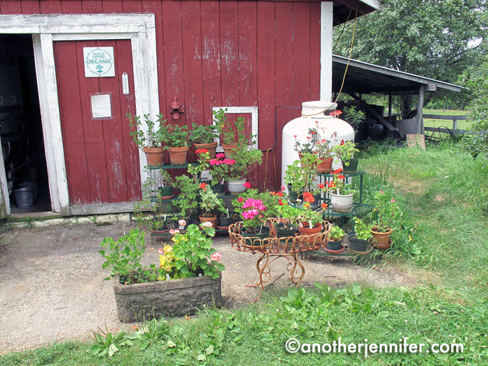 Wordless Wednesday (7.24.13): Open Farm Day, Maine by Jennifer Barbour