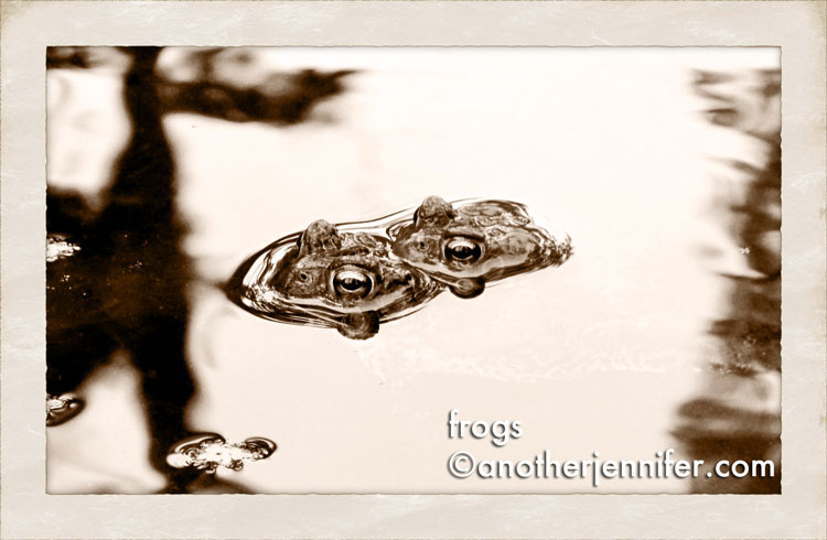 frogs