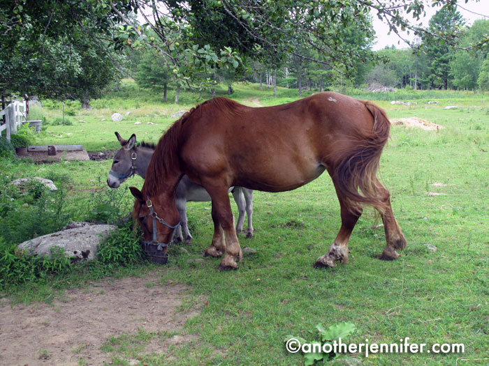 Wordless Wednesday (7.24.13): Open Farm Day, Maine by Jennifer Barbour