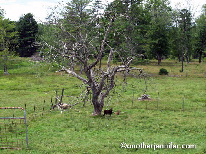 Wordless Wednesday (7.24.13): Open Farm Day, Maine by Jennifer Barbour
