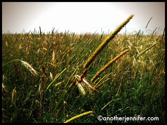 Wordless Wednesday (7.24.13): Open Farm Day, Maine by Jennifer Barbour