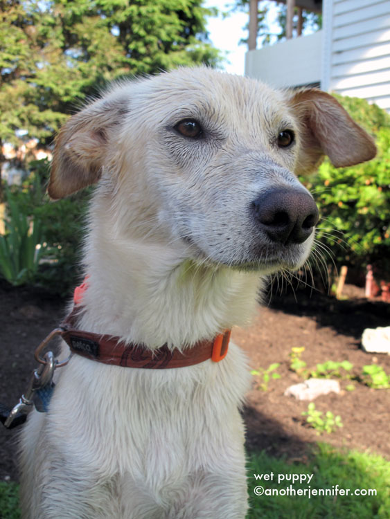 wet puppy wet puppy