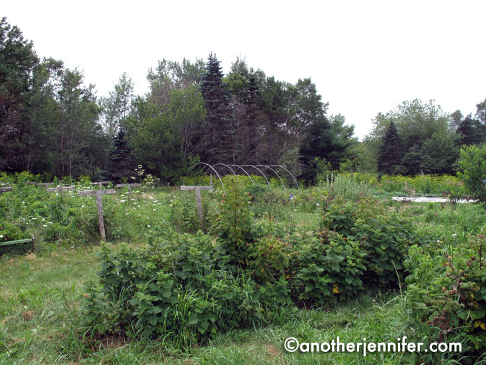 Wordless Wednesday (7.24.13): Open Farm Day, Maine by Jennifer Barbour