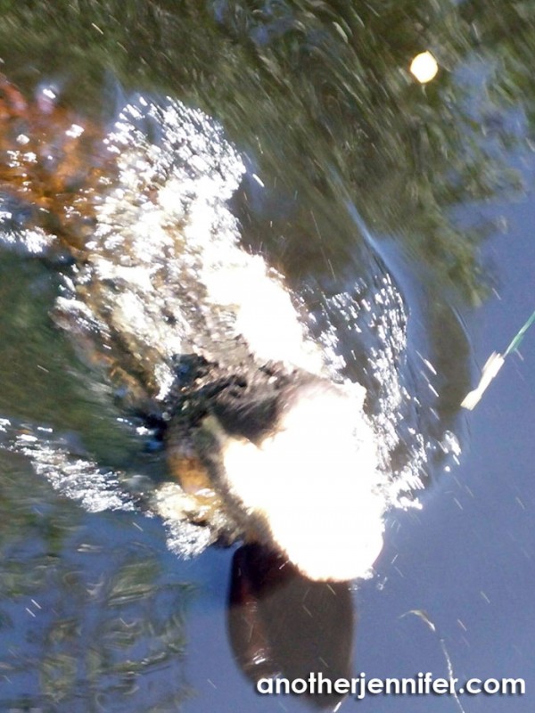 Wordless Wednesday (6.24.15): Biz's Alligator by Matt Barbour
