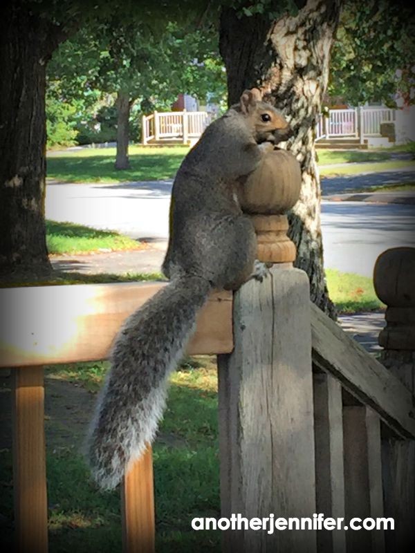 squirrel senior portrait