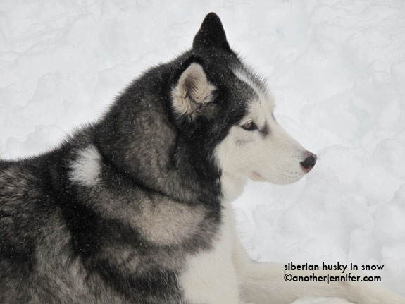 siberian-husky siberian husky