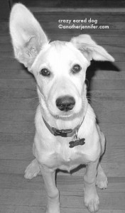 crazy puppy ears